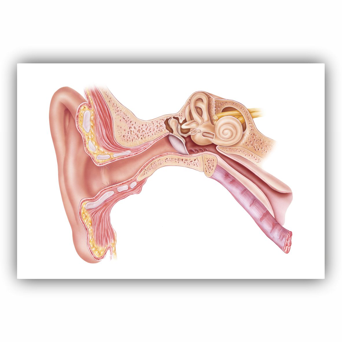 PLAKAT - Øre Anatomi | MediePrint.dk – MediePrint ApS