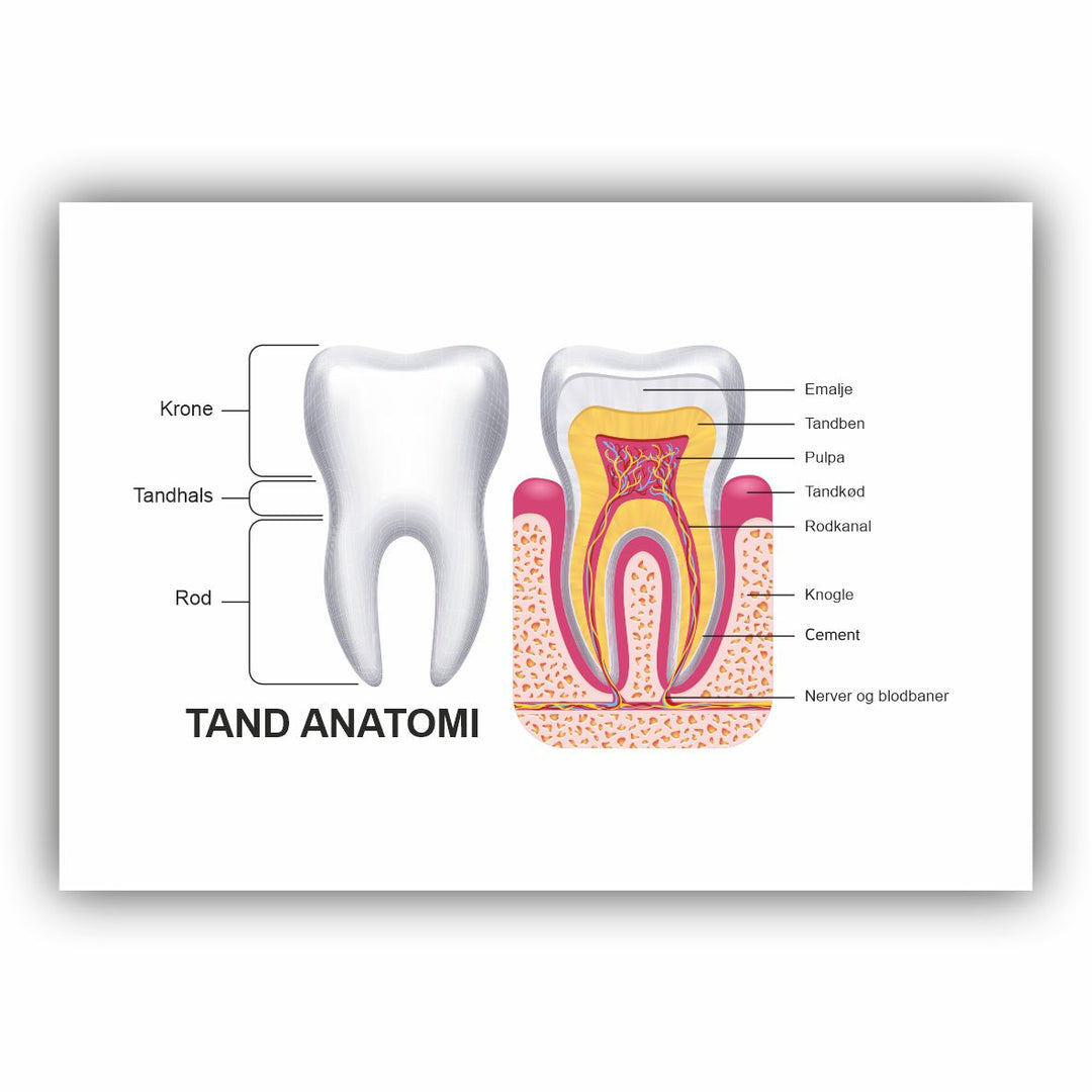 Tand Anatomien