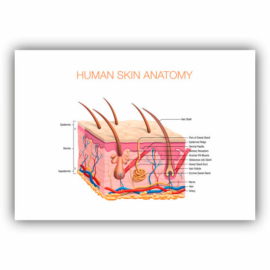 Hud Anatomi - Engelsk