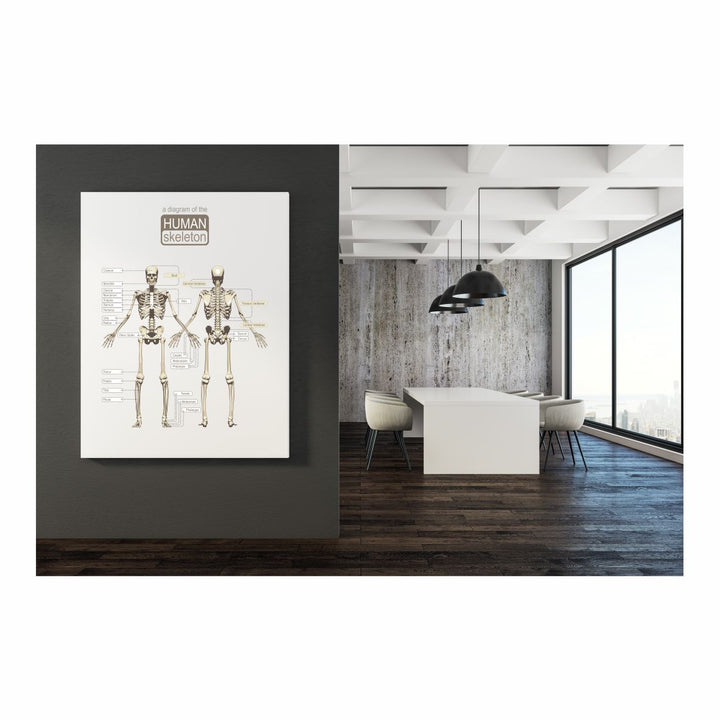 Human skeleton