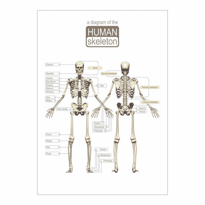 Human skeleton