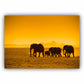 Elefanter i solnedgang