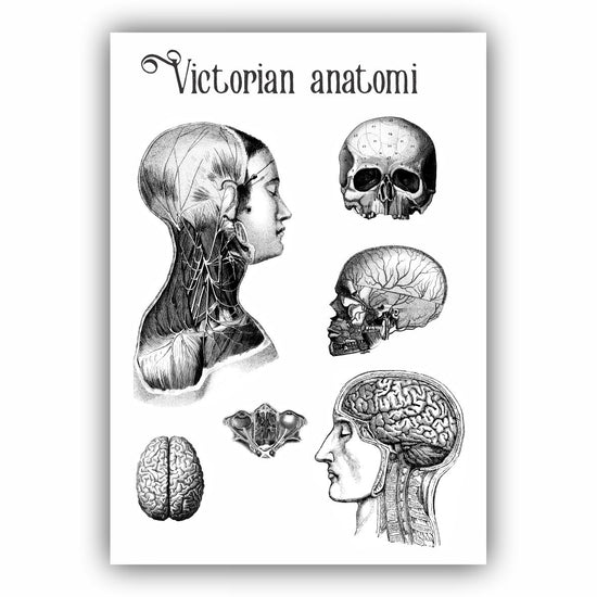 Victorian Anatomi
